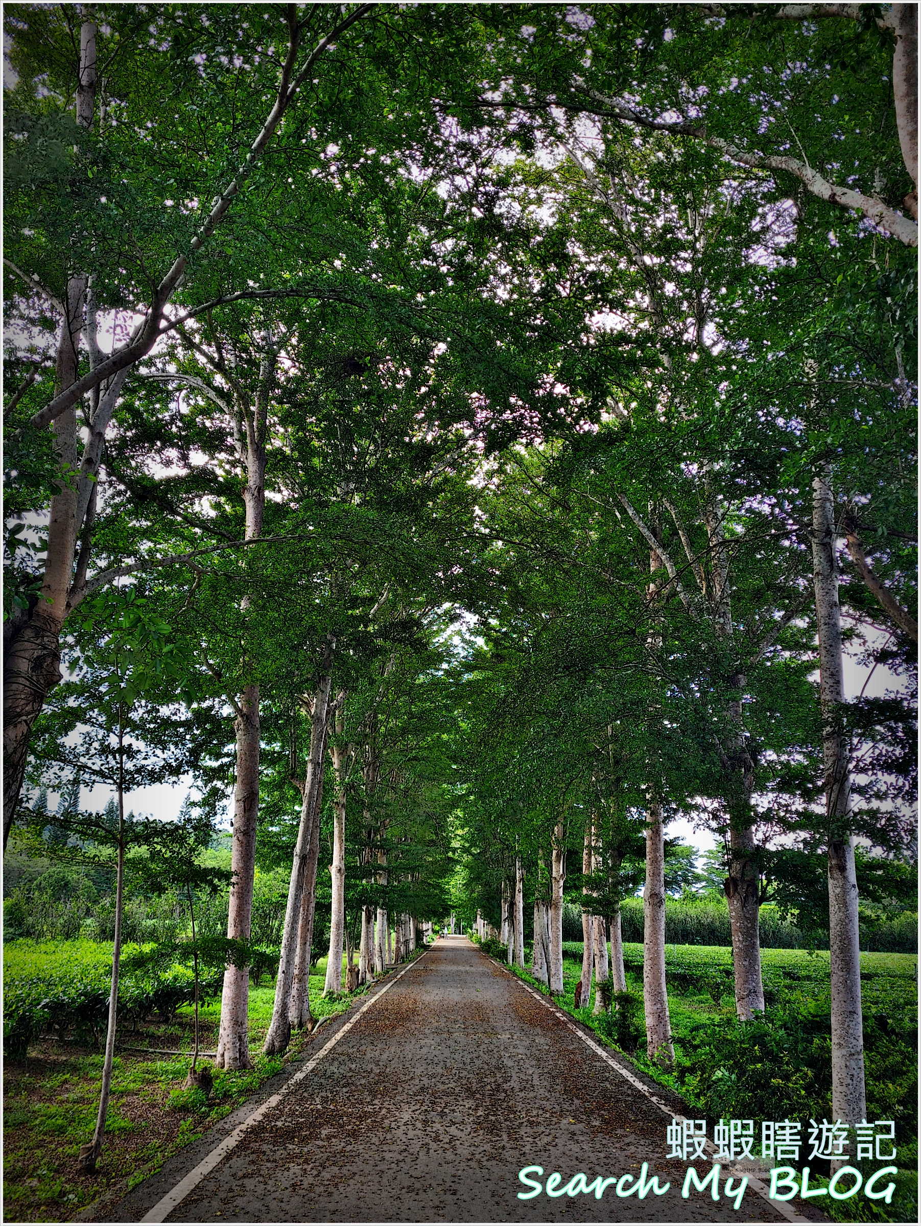 鹿野