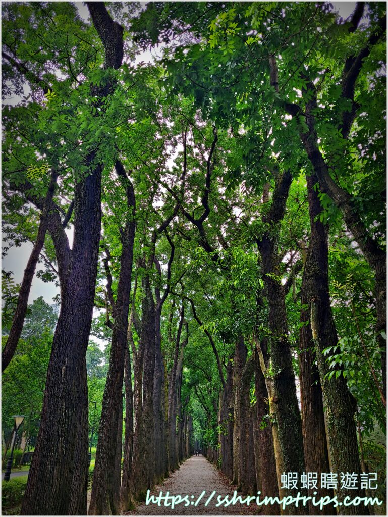 桃花心木步道