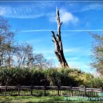 塔塔加夫妻神木