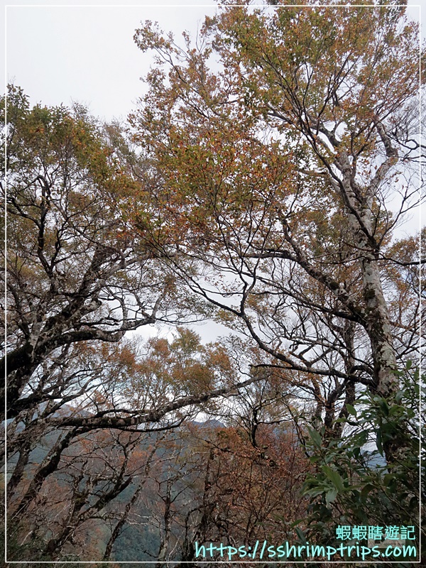 台灣山毛櫸國家步道