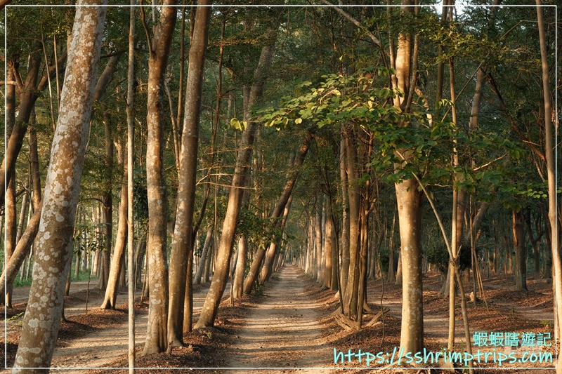 虎山林場