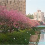 汐止文化櫻花祭