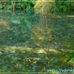 四十二份湧泉自然生態步道