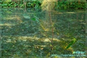 四十二份湧泉自然生態步道