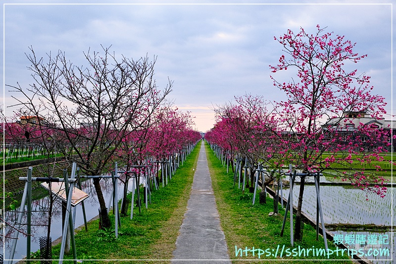 羅莊櫻花步道